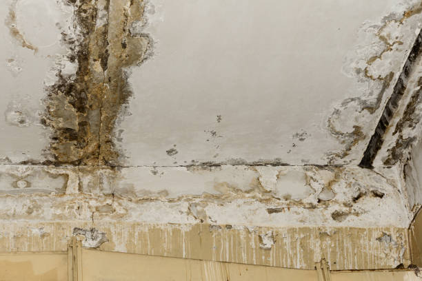 Professional Mold Removal in Chula Vista, TX